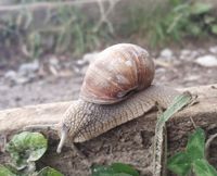 schnecke2